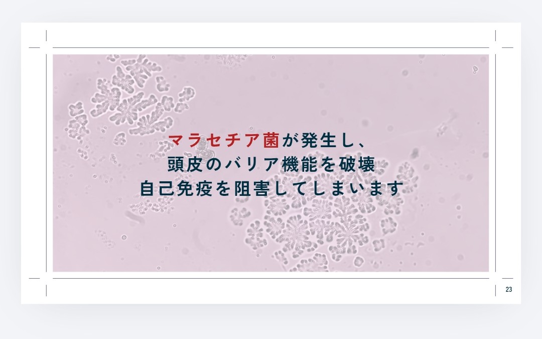  マラセチア菌が発生し、頭皮のバリア機能を破壊自己免疫を阻害してしまいます